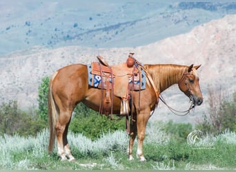 American Quarter Horse, Stute, 5 Jahre, 145 cm, Rotfuchs
