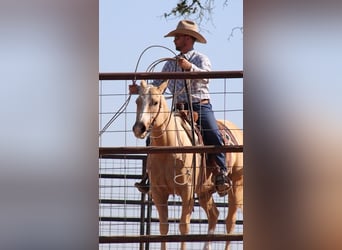 American Quarter Horse, Stute, 5 Jahre, 147 cm, Palomino