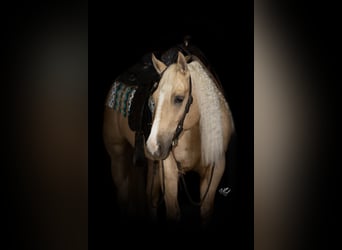 American Quarter Horse, Stute, 5 Jahre, 147 cm, Palomino