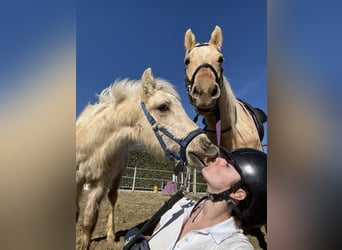 American Quarter Horse, Stute, 5 Jahre, 147 cm, Palomino