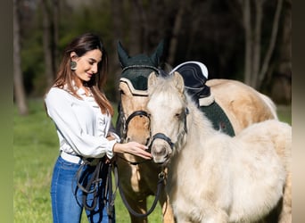American Quarter Horse, Stute, 5 Jahre, 147 cm, Palomino