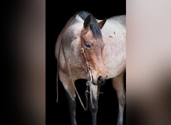 American Quarter Horse, Stute, 5 Jahre, 147 cm, Roan-Bay