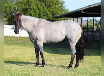 American Quarter Horse, Stute, 5 Jahre, 147 cm, Roan-Blue