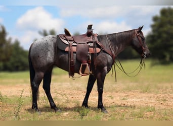 American Quarter Horse, Stute, 5 Jahre, 147 cm, Roan-Blue