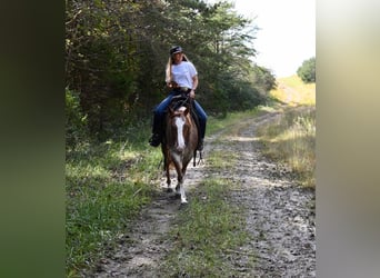 American Quarter Horse, Stute, 5 Jahre, 147 cm, Roan-Red