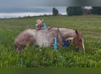American Quarter Horse, Stute, 5 Jahre, 147 cm, Roan-Red