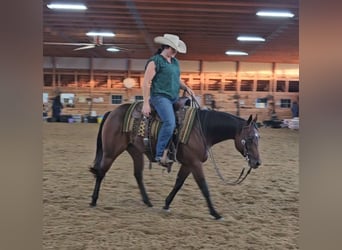 American Quarter Horse, Stute, 5 Jahre, 147 cm, Rotbrauner