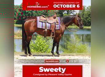 American Quarter Horse, Stute, 5 Jahre, 147 cm, Rotbrauner