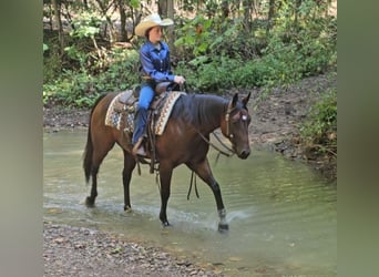 American Quarter Horse, Stute, 5 Jahre, 147 cm, Rotbrauner