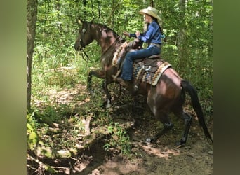 American Quarter Horse, Stute, 5 Jahre, 147 cm, Rotbrauner