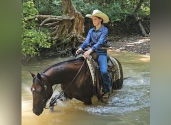 American Quarter Horse, Stute, 5 Jahre, 147 cm, Rotbrauner