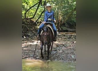 American Quarter Horse, Stute, 5 Jahre, 147 cm, Rotbrauner