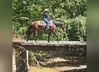 American Quarter Horse, Stute, 5 Jahre, 147 cm, Rotbrauner