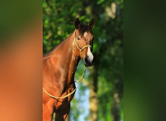 American Quarter Horse, Stute, 5 Jahre, 148 cm, Brauner