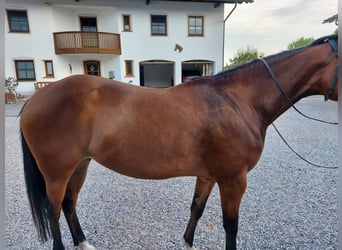 American Quarter Horse, Stute, 5 Jahre, 148 cm, Brauner