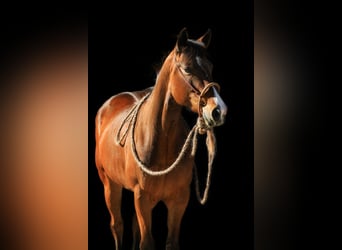 American Quarter Horse, Stute, 5 Jahre, 148 cm, Brauner