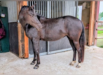 American Quarter Horse, Stute, 5 Jahre, 148 cm, Brauner