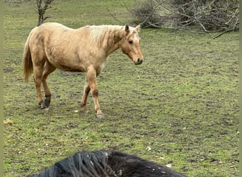 American Quarter Horse, Stute, 5 Jahre, 148 cm, Dunalino
