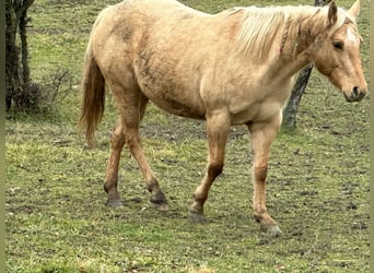 American Quarter Horse, Stute, 5 Jahre, 148 cm, Dunalino