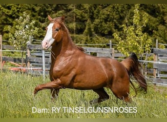 American Quarter Horse, Stute, 5 Jahre, 148 cm, Dunkelfuchs