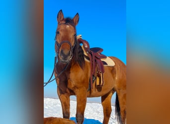 American Quarter Horse, Stute, 5 Jahre, 148 cm