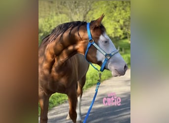 American Quarter Horse, Stute, 5 Jahre, 149 cm, Dunkelfuchs