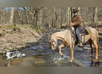 American Quarter Horse, Stute, 5 Jahre, 149 cm, Palomino