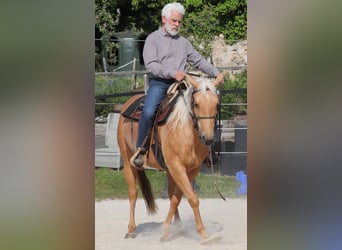 American Quarter Horse, Stute, 5 Jahre, 149 cm, Palomino