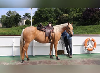 American Quarter Horse, Stute, 5 Jahre, 149 cm, Palomino