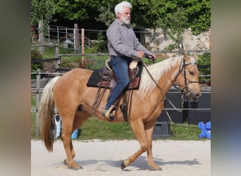 American Quarter Horse, Stute, 5 Jahre, 149 cm, Palomino