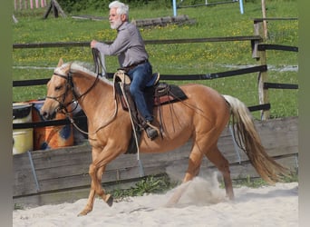 American Quarter Horse, Stute, 5 Jahre, 149 cm, Palomino