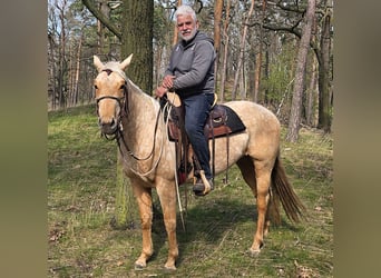 American Quarter Horse, Stute, 5 Jahre, 149 cm, Palomino