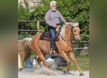 American Quarter Horse, Stute, 5 Jahre, 149 cm, Palomino