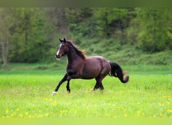 American Quarter Horse, Stute, 5 Jahre, 149 cm, Roan-Bay