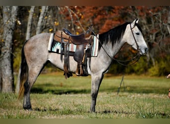 American Quarter Horse, Stute, 5 Jahre, 150 cm, Apfelschimmel
