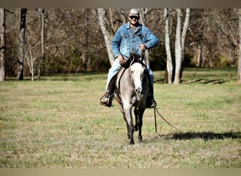 American Quarter Horse, Stute, 5 Jahre, 150 cm, Apfelschimmel