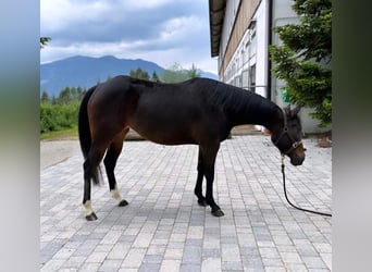 American Quarter Horse, Stute, 5 Jahre, 150 cm, Brauner
