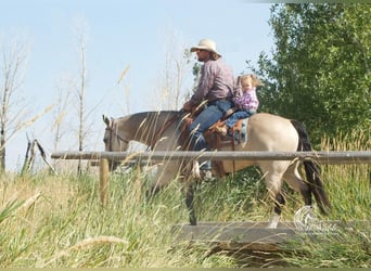American Quarter Horse, Stute, 5 Jahre, 150 cm, Buckskin