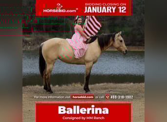 American Quarter Horse, Stute, 5 Jahre, 150 cm, Buckskin