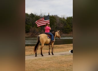American Quarter Horse, Stute, 5 Jahre, 150 cm, Buckskin