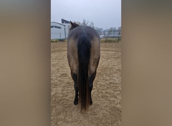 American Quarter Horse, Stute, 5 Jahre, 150 cm, Buckskin