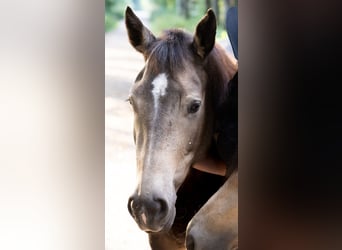 American Quarter Horse, Stute, 5 Jahre, 150 cm, Buckskin