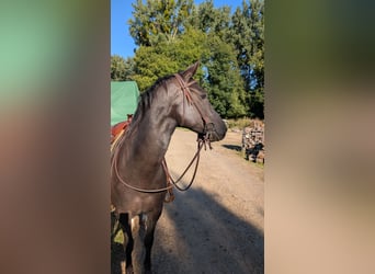 American Quarter Horse, Stute, 5 Jahre, 150 cm, Dunkelbrauner