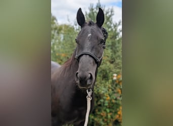 American Quarter Horse, Stute, 5 Jahre, 150 cm, Dunkelbrauner