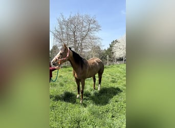 American Quarter Horse, Stute, 5 Jahre, 150 cm, Dunkelbrauner