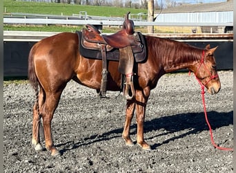 American Quarter Horse, Stute, 5 Jahre, 150 cm, Dunkelfuchs