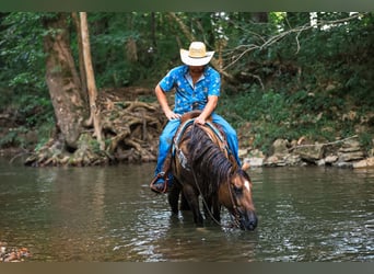 American Quarter Horse, Stute, 5 Jahre, 150 cm, Falbe