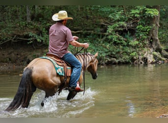 American Quarter Horse, Stute, 5 Jahre, 150 cm, Falbe