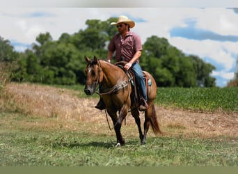 American Quarter Horse, Stute, 5 Jahre, 150 cm, Falbe