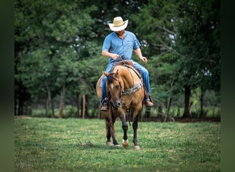 American Quarter Horse, Stute, 5 Jahre, 150 cm, Falbe
